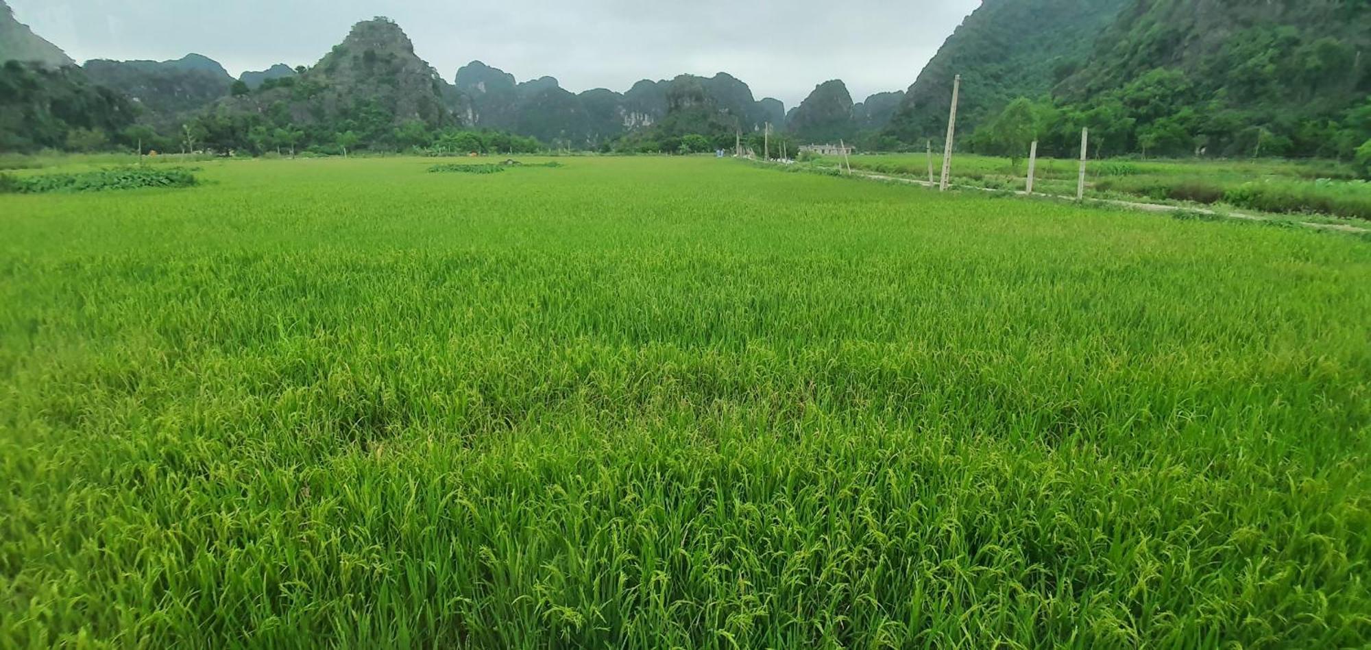 Trang An Rice Field Homestay 宁平 外观 照片